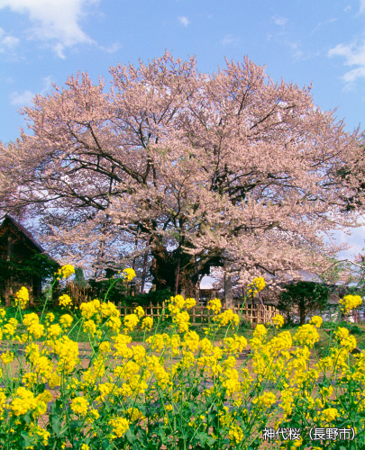 神代桜（長野市）