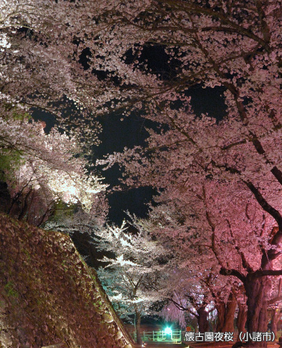 懐古園夜桜（小諸市）