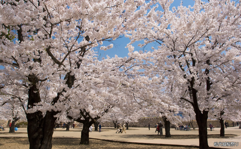 松代城桜祭り